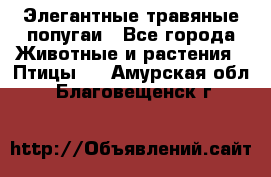 Элегантные травяные попугаи - Все города Животные и растения » Птицы   . Амурская обл.,Благовещенск г.